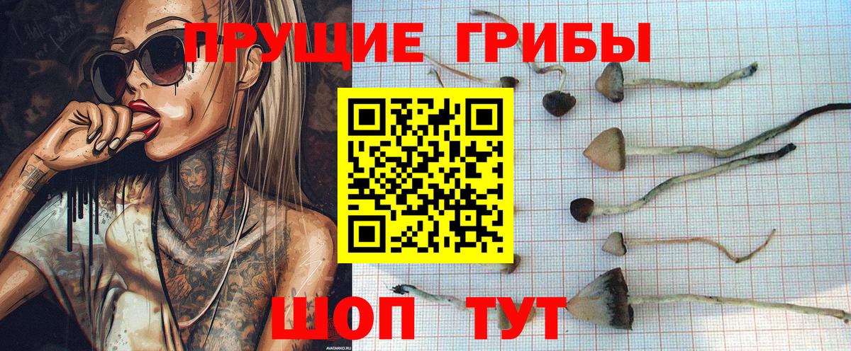 Галлюциногенные грибы Psilocybe Берёзовский